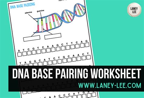 DNA Base Pairing Worksheet - PDF & Digital by Laney Lee | TpT